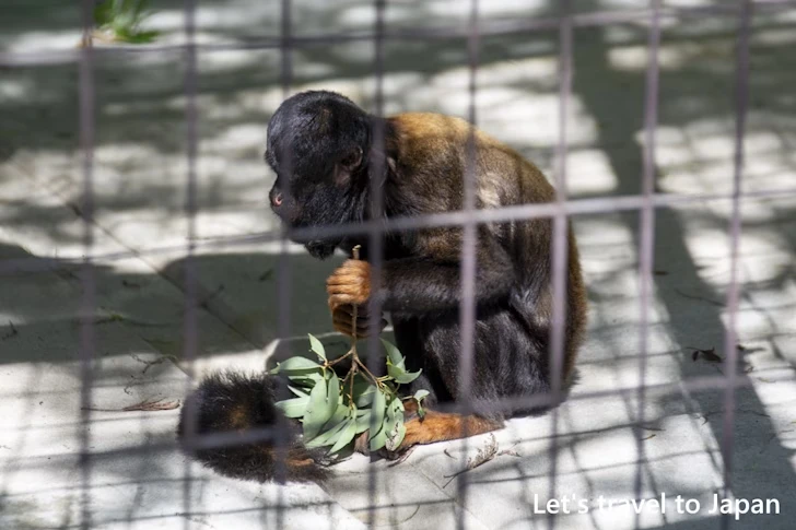 ヒゲサキ：東山動物園北園の見どころ(48)