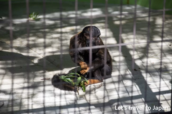 ヒゲサキ：東山動物園北園の見どころ(49)