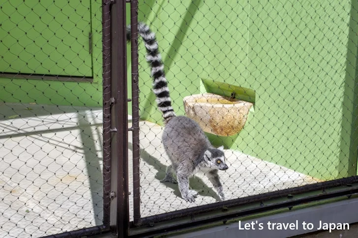 ワオキツネザル：東山動物園北園の見どころ(50)