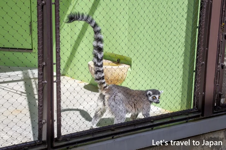 ワオキツネザル：東山動物園北園の見どころ(51)