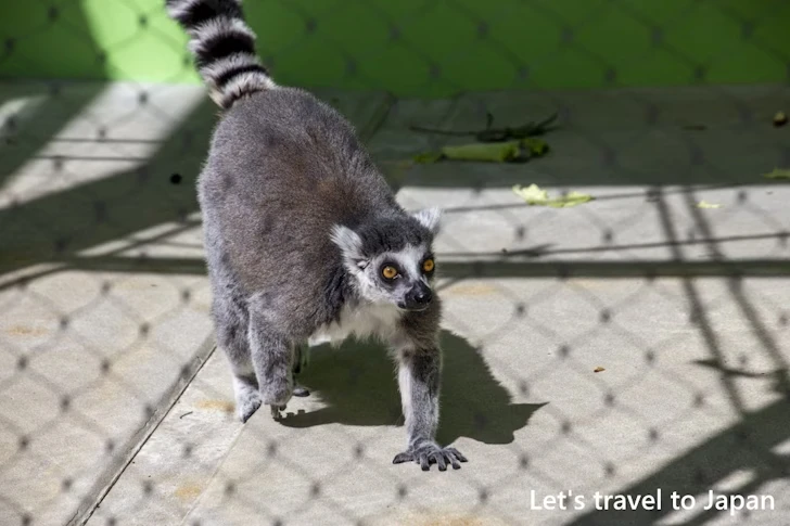 ワオキツネザル：東山動物園北園の見どころ(52)
