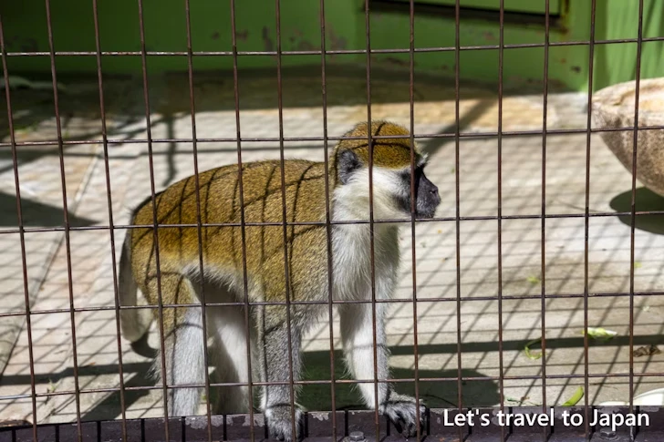 サバンナモンキー：東山動物園北園の見どころ(53)