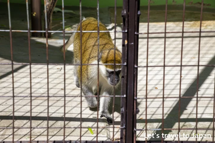 サバンナモンキー：東山動物園北園の見どころ(54)