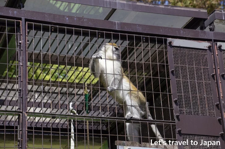 サバンナモンキー：東山動物園北園の見どころ(55)