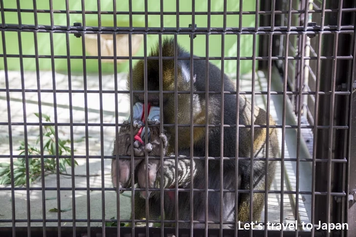 マンドリル：東山動物園北園の見どころ(56)