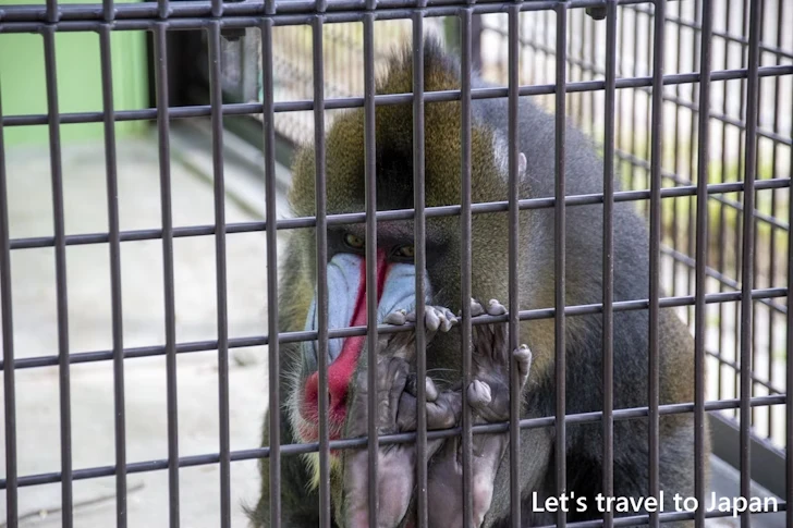 マンドリル：東山動物園北園の見どころ(57)