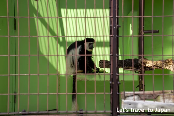 アビシニアコロブス：東山動物園北園の見どころ(58)