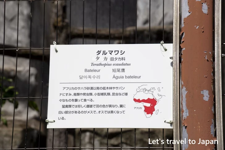 ダルマワシ：東山動物園北園の見どころ(60)
