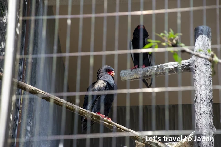 ダルマワシ：東山動物園北園の見どころ(61)