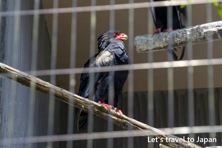 ダルマワシ：東山動物園北園の見どころ(62)