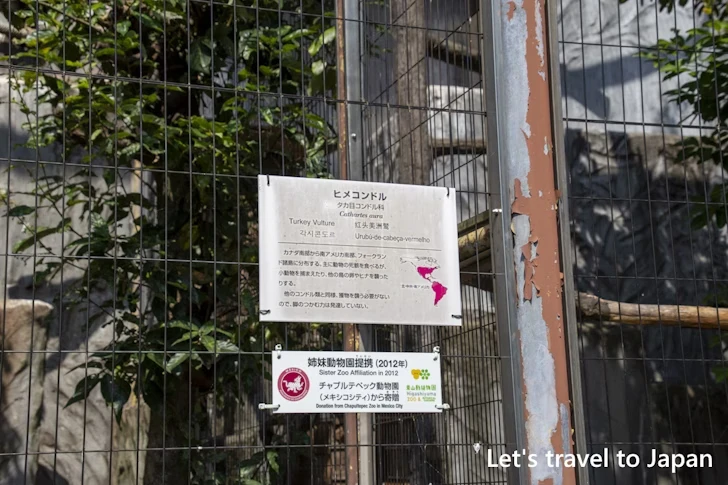 ヒメコンドル：東山動物園北園の見どころ(63)