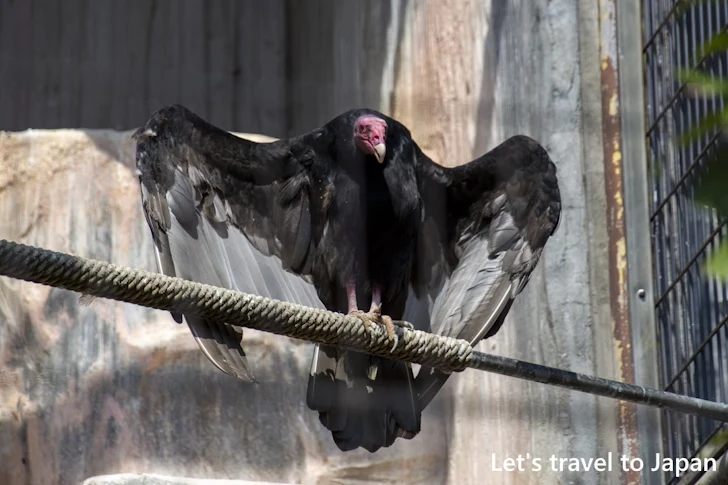 ヒメコンドル：東山動物園北園の見どころ(64)