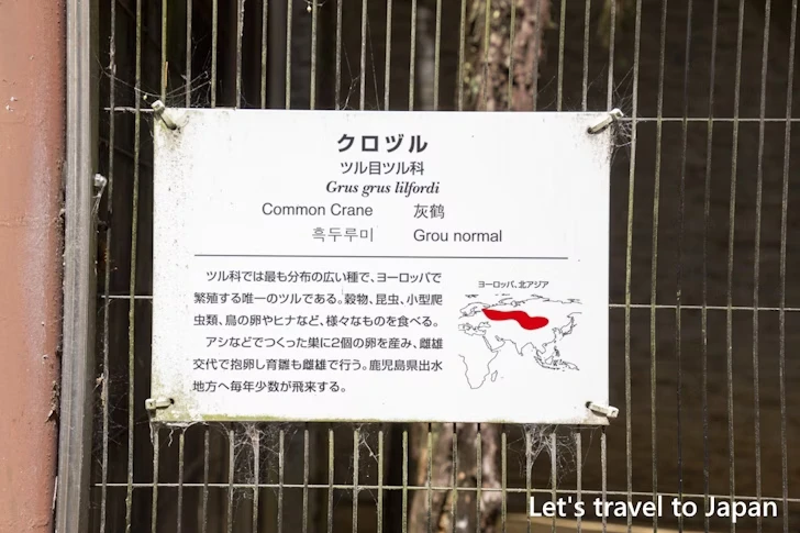 クロヅル：東山動物園北園の見どころ(66)