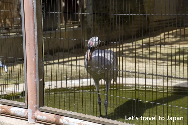 クロヅル：東山動物園北園の見どころ(67)