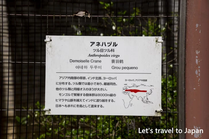 アネハヅル：東山動物園北園の見どころ(68)