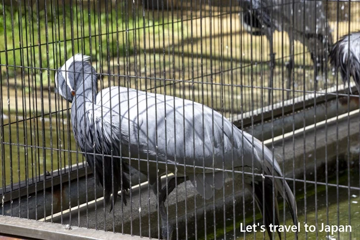 アネハヅル：東山動物園北園の見どころ(69)