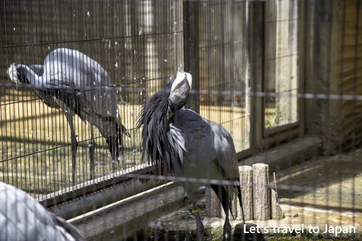 アネハヅル：東山動物園北園の見どころ(70)