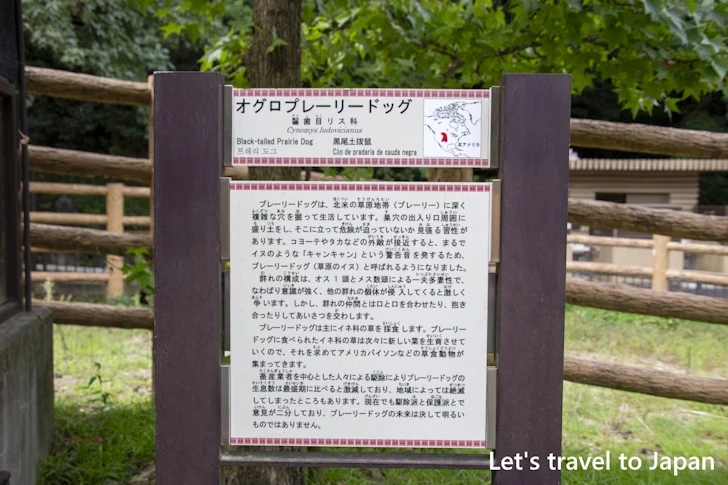 オグロプレーリードッグ：東山動物園北園の見どころ(72)
