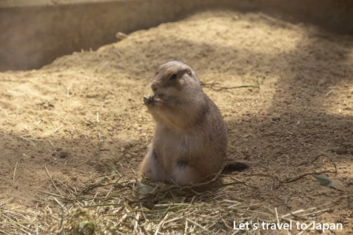 オグロプレーリードッグ：東山動物園北園の見どころ(73)