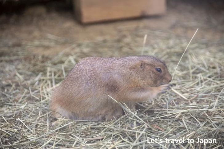 オグロプレーリードッグ：東山動物園北園の見どころ(74)