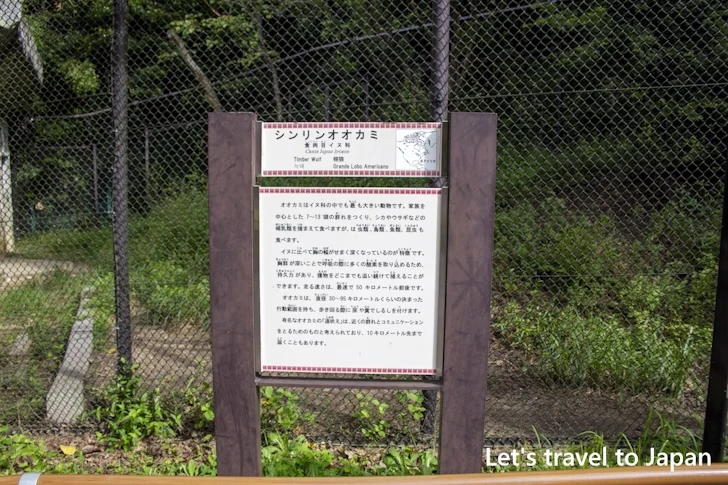 シンリンオオカミ：東山動物園北園の見どころ(76)