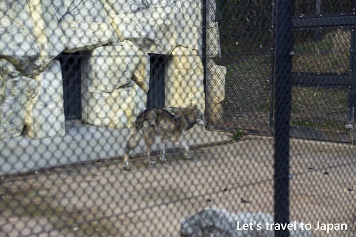 シンリンオオカミ：東山動物園北園の見どころ(77)