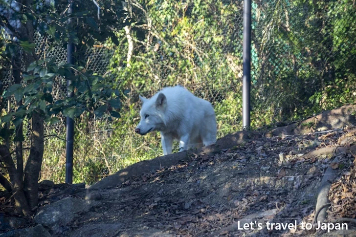 シンリンオオカミ：東山動物園北園の見どころ(79)