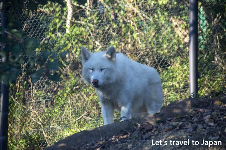 シンリンオオカミ：東山動物園北園の見どころ(80)