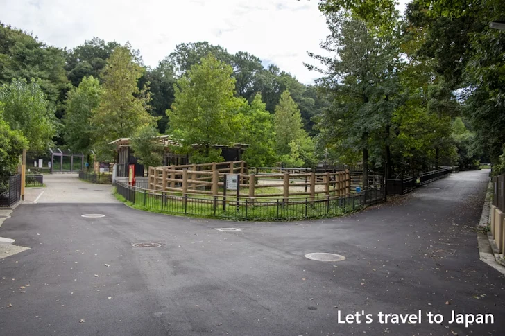 アメリカバイソン：東山動物園北園の見どころ(81)