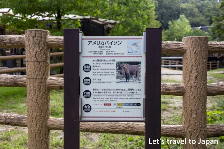 アメリカバイソン：東山動物園北園の見どころ(82)
