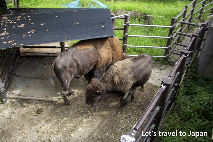 アメリカバイソン：東山動物園北園の見どころ(83)