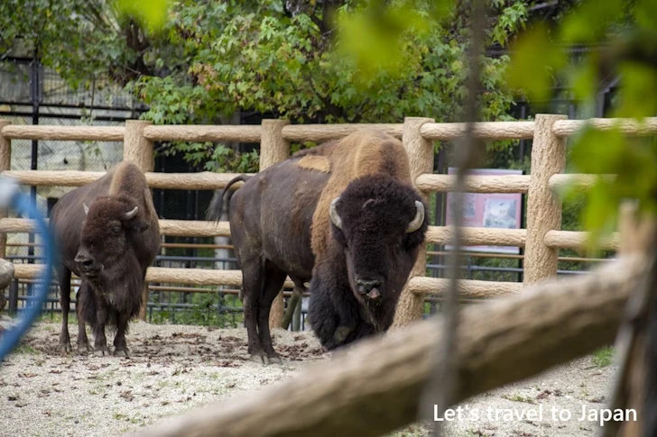 アメリカバイソン：東山動物園北園の見どころ(84)