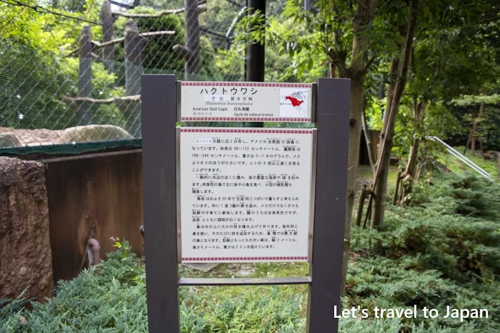 ハクトウワシ：東山動物園北園の見どころ(85)