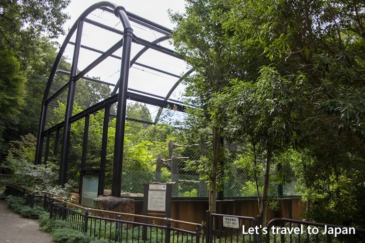 ハクトウワシ：東山動物園北園の見どころ(86)