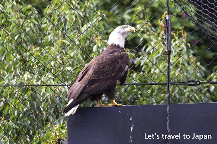 ハクトウワシ：東山動物園北園の見どころ(87)