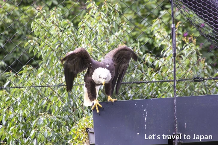 ハクトウワシ：東山動物園北園の見どころ(88)