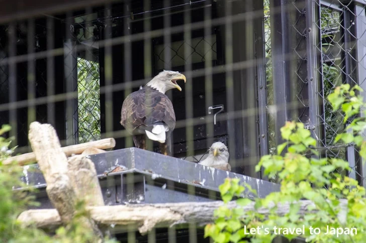 ハクトウワシ：東山動物園北園の見どころ(89)