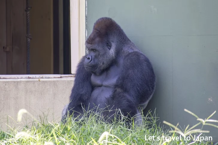 ニシゴリラ：東山動物園北園の見どころ(9)