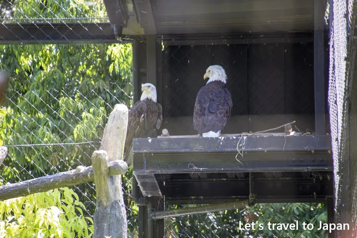 ハクトウワシ：東山動物園北園の見どころ(91)