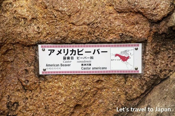 アメリカビーバー：東山動物園北園の見どころ(92)