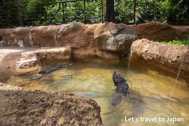 アメリカビーバー：東山動物園北園の見どころ(94)