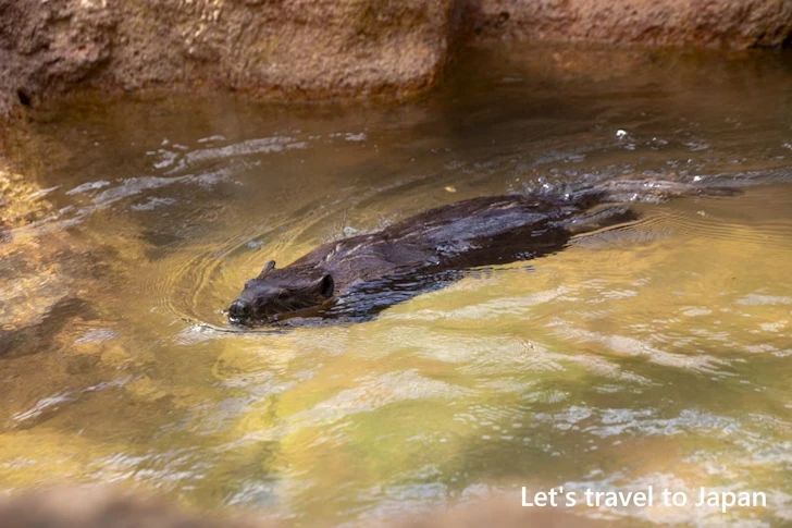 アメリカビーバー：東山動物園北園の見どころ(95)