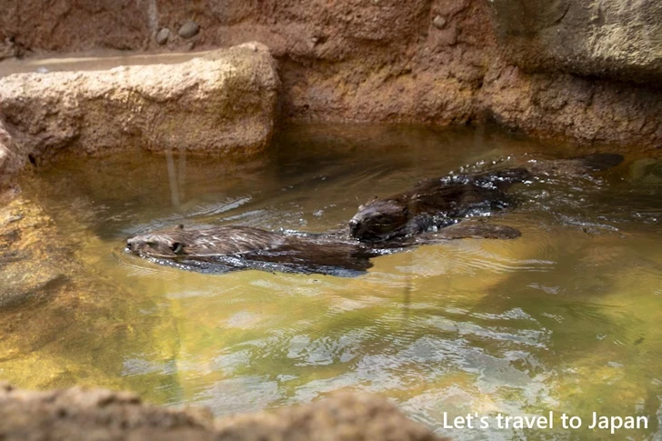 アメリカビーバー：東山動物園北園の見どころ(97)