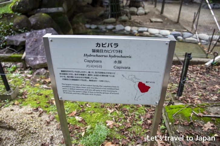 カピバラ：東山動物園北園の見どころ(98)