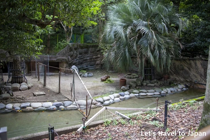 カピバラ：東山動物園北園の見どころ(99)