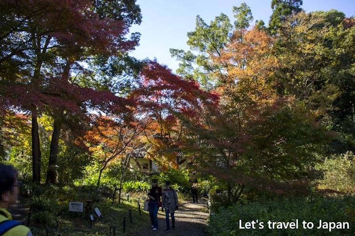 武家屋敷門あたりの紅葉：東山動植物園の紅葉の見どころ完全ガイド(12)