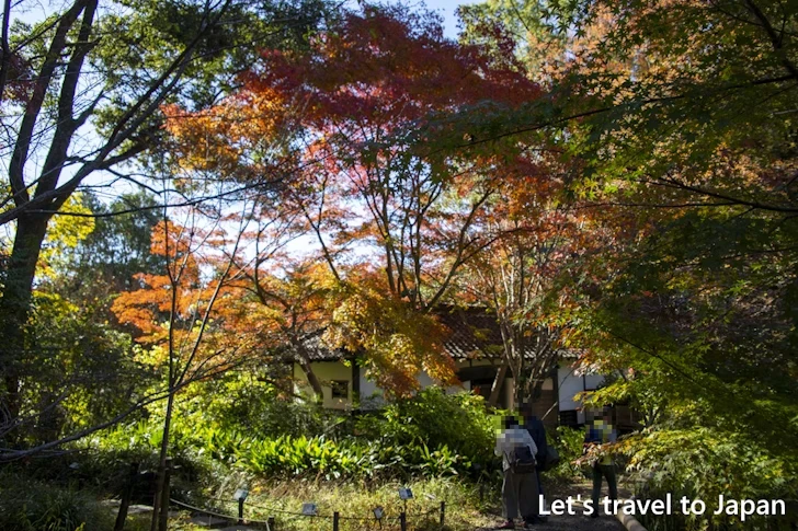 武家屋敷門あたりの紅葉：東山動植物園の紅葉の見どころ完全ガイド(13)