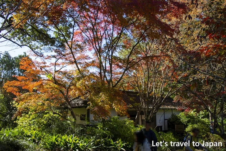 武家屋敷門あたりの紅葉：東山動植物園の紅葉の見どころ完全ガイド(14)