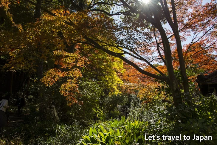 武家屋敷門あたりの紅葉：東山動植物園の紅葉の見どころ完全ガイド(15)