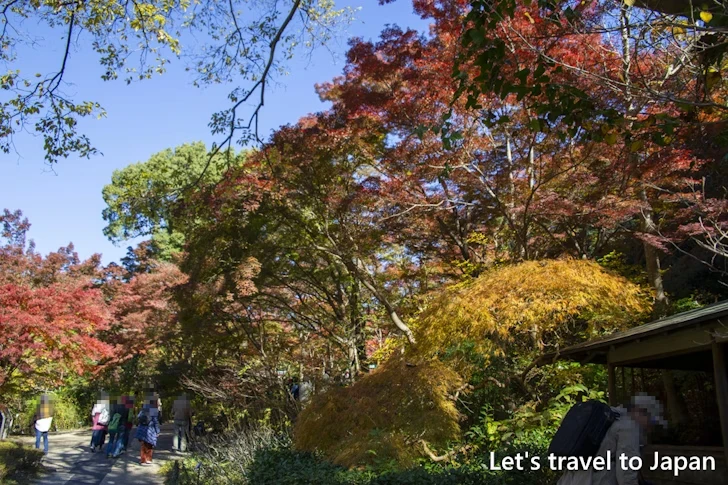 宗節庵あたりの紅葉：東山動植物園の紅葉の見どころ完全ガイド(18)